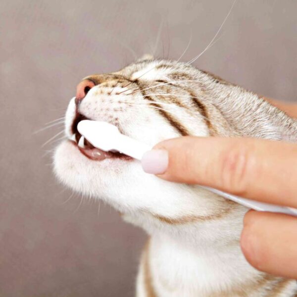 TRIXIE Dental Hygiene Set for Cats - Image 2