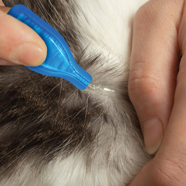 beaphar FIPROtec Spot On Cat how to apply
